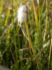 Eriophorum angustifolium