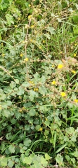 Magnoliopsida