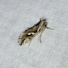 Chrysodeixis argentifera