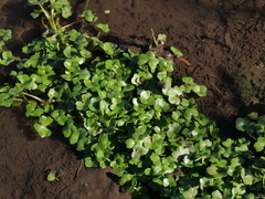 Ranunculus hederaceus