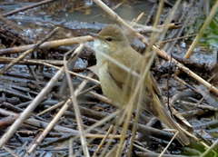 Acrocephalus australis