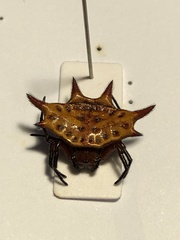 Gasteracantha sanguinolenta