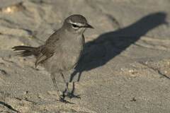 Cercotrichas coryphoeus