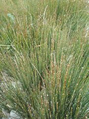 Ephedra distachya