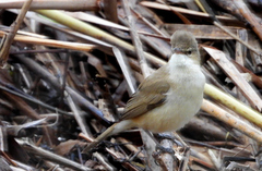 Acrocephalus australis