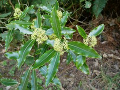 Pittosporum eugenioides