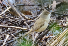 Acrocephalus australis