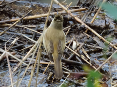 Acrocephalus australis