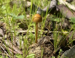 Protostropharia