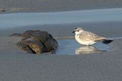 Charadrius marginatus marginatus