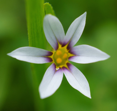 Sisyrinchium rosulatum
