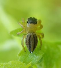 Maratus scutulatus