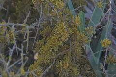 Dufourea flammea