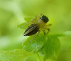 Maratus scutulatus
