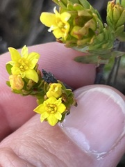 Gnidia juniperifolia