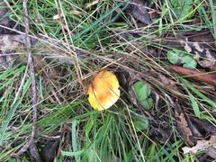 Armillaria luteobubalina