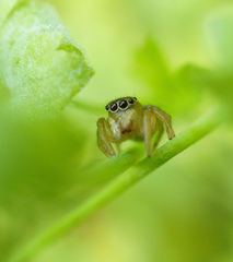 Maratus scutulatus