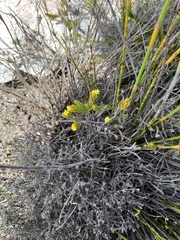 Gnidia juniperifolia
