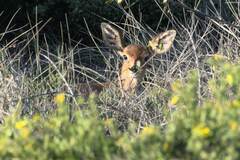 Raphicerus campestris campestris