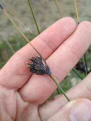 Schoenus nigricans