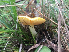 Armillaria luteobubalina