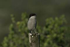 Lanius collaris collaris