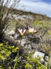 Hesperantha falcata