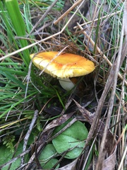 Armillaria luteobubalina
