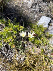 Hesperantha falcata