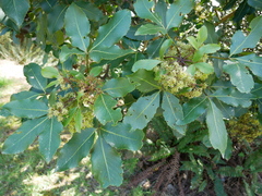 Pseudopanax colensoi