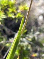 Hesperantha falcata