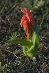 Lachenalia bulbifera