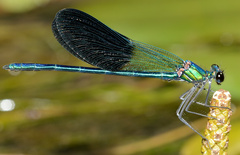 Calopteryx xanthostoma