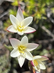Hesperantha falcata