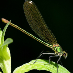 Calopteryx xanthostoma