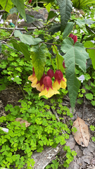 Callianthe megapotamica