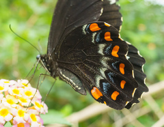 Papilio aegeus