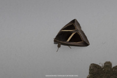 Chalciope mygdon