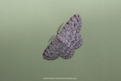 Ctenectropis seisakuraii