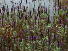 Pogostemon deccanensis