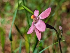 Thelymitra rubra