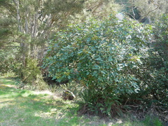 Pseudopanax colensoi