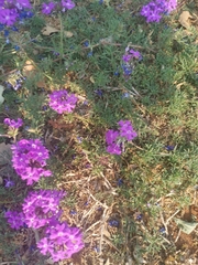 Glandularia aristigera