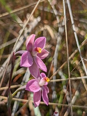 Thelymitra rubra