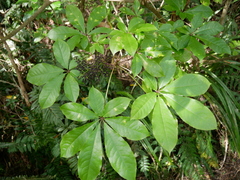 Schefflera digitata