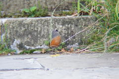 Pyrrhula erythaca