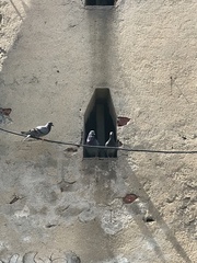 Columba livia domestica