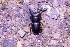 Serrognathus titanus platymelus