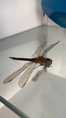 Aeshna mixta