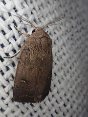 Proteuxoa hypochalchis